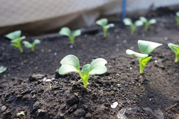 春の畑に並ぶ野菜の芽