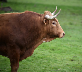 toro