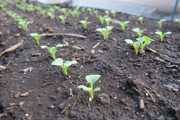 春の畑に並ぶ野菜の芽
