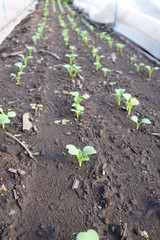 春の畑に並ぶ野菜の芽