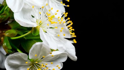 Spring cherry blossom time lapse on a black background. Macro shot on bud growing to a white flower