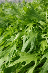 水菜の葉（緑の葉の野菜）