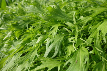 水菜の葉（緑の葉の野菜）