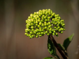 Knospen des Schneeballs