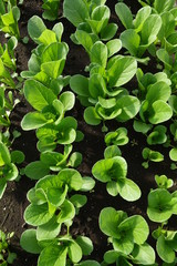 畑の小松菜（緑の葉の野菜）の苗