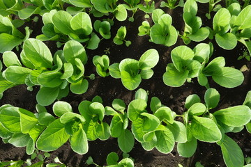 畑の小松菜（緑の葉の野菜）の苗