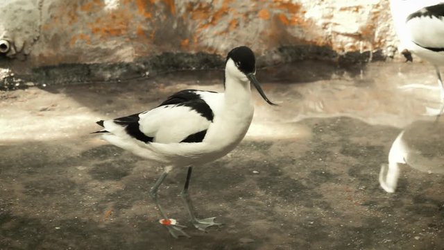 black and white avocet frolicking in the pond