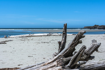 Fototapeta na wymiar Dead trees on the beach, Mendocino, California