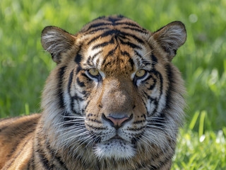 Tiger gaze portrait