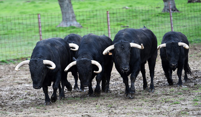toros en el campo español