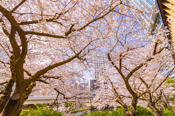 都会に咲く桜