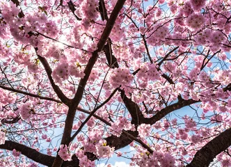 Blühender Kirschbaum gegen strahlend blauen Himmel © Christian Horz
