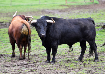 toros en el campo español