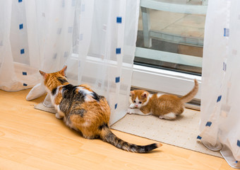 A mother cat and kitten sitting near the curtains. Cute little ginger and white kitten looking at the tail of adult tricolor cat
