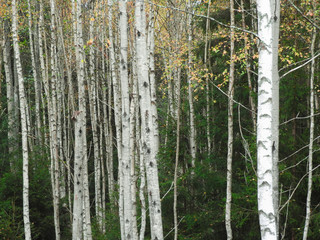 Obraz premium Trunks of birches