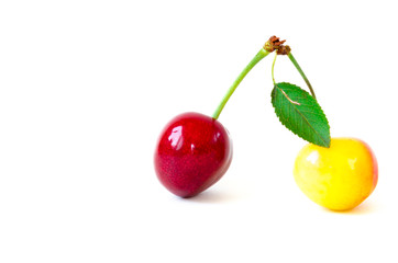 Close-up two fresh picked red and Rainier cherries isolated on white. Studio shot organic cherry stem with leaf. Raw and juicy fruit background with clipping path and copy space