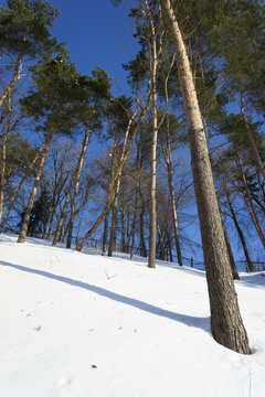 snowy winter landscape with snow covered trees, blue sky