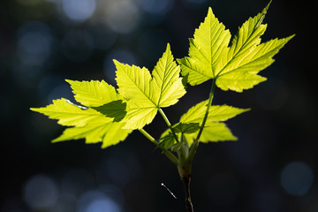 Frisches Grün im Frühjahr