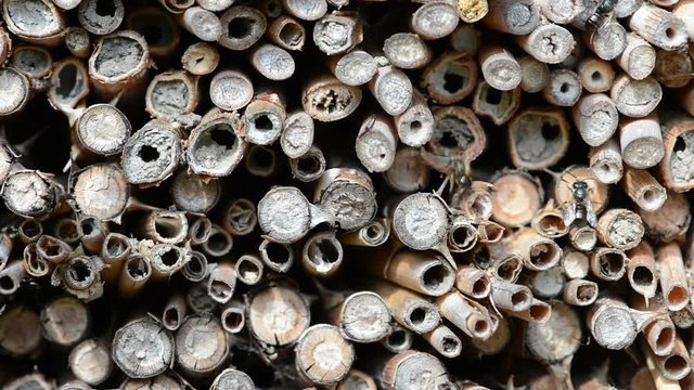 wild solitary bees cleaning their body front of insect hote.