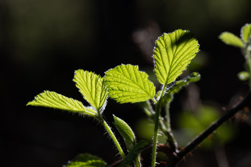 Laub und Blüten im Frühling