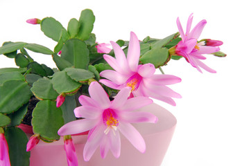 cactus flower pot Hatiora Gaertneri