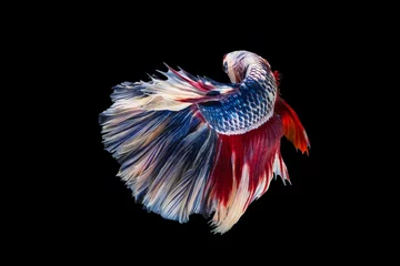 Foto op Aluminium The moving moment beautiful of siam betta fish in thailand on black background.  © Soonthorn