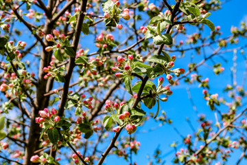 Flowering of fruit tree in spring
