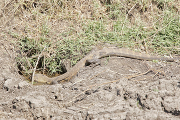Monitor lizard in Selous Game Reserve, Tanzania