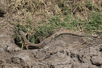 Monitor lizard in Selous Game Reserve, Tanzania