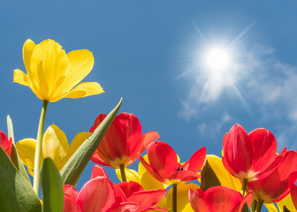 Rote und gelbe Tulpen leuchten in voller Farbenpracht in der Mittagssonne unter blauem Himmel -...