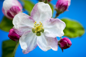 picture of a pink apple blossoms in april