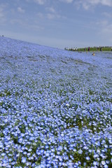 ネモフィラ畑。みはらしの丘。ひたちなか　茨城　日本。４月中旬。