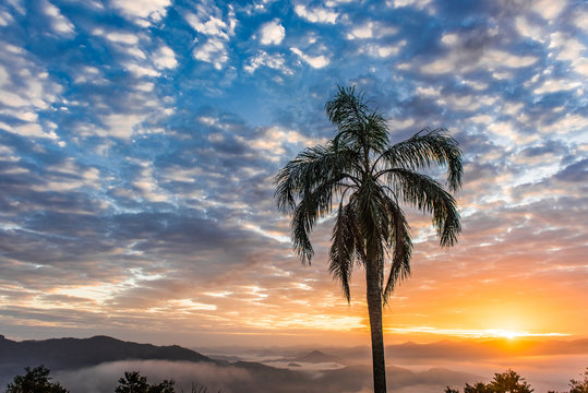 Dawn with silhouetted trees with colorful sky, sun between clouds