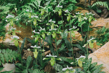 Streaked orchid flowers vintage tone