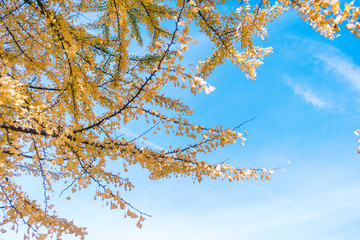 autumn ginkgo tree tunnels in Showa Memorial park