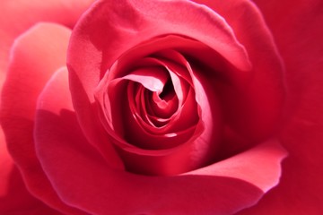 rote Rose Nahaufnahme