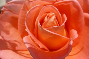 Rose pfirsich, orange