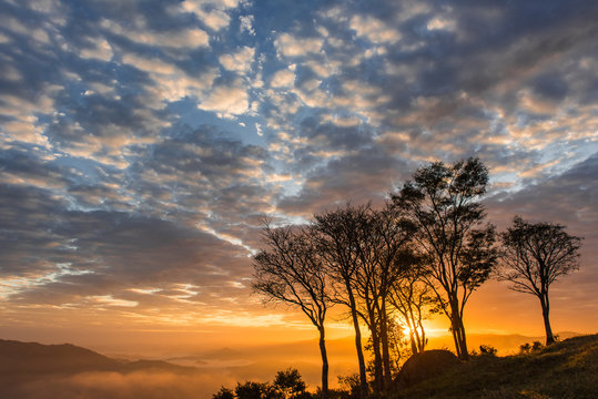 Dawn with silhouetted trees with colorful sky, sun between clouds