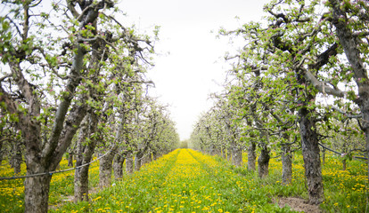 blossoming apple orchard with dandelions, spring concept