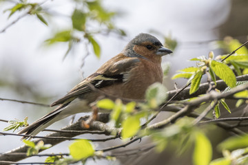 finch fringilla coelebs bird on tree