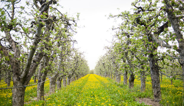 blossoming apple orchard with dandelions, spring concept