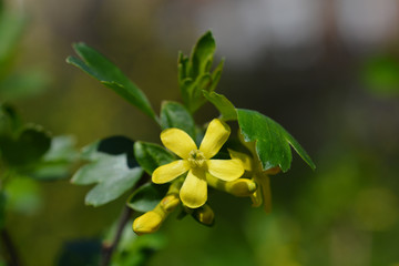 Golden currant flowers
