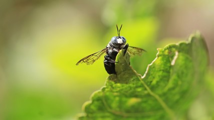 A Carpenter bee (Xylocopa sp) 10-04-2018,India