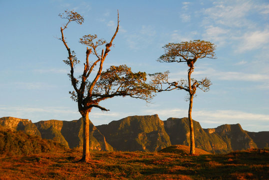 Dawn with silhouetted trees with colorful sky, sun between clouds