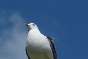 Erhabene Möwe vor blauem Himmel von unten, sitzend