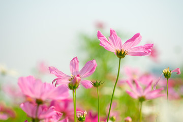 Fototapeta premium Pink cosmos flowers in garden outdoor on nature background