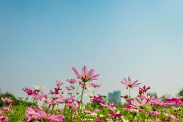 Obraz premium Pink cosmos flowers in garden outdoor on sky background