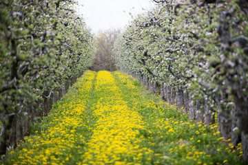 Fototapeta na wymiar blossoming apple orchard with dandelions, spring concept