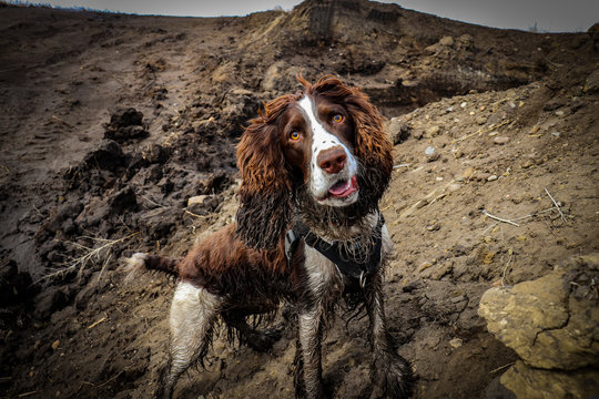 Springer spaniel dog looking inquisitively at the camera while standing atop a hill of dirt