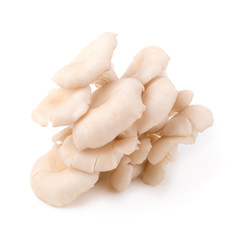 White Panus polychrous isolated on a white background